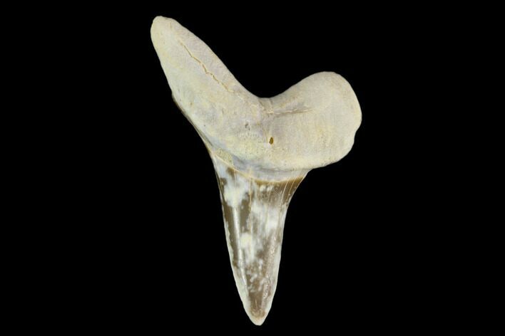 Cretaceous Shark (Cretoxyrhina) Tooth - Kansas #115655
